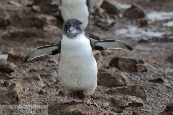 243PI Southern Rockhopper Penguin Chick