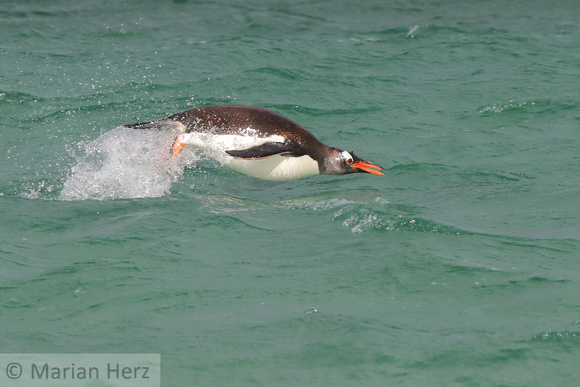 261CI Porpoising Penguin