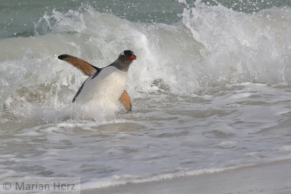 262CI Gentoo Penguin Exiting Water