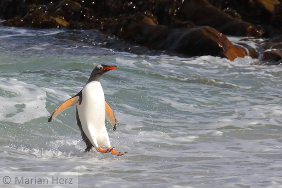 264CI Gentoo Penguin Leap