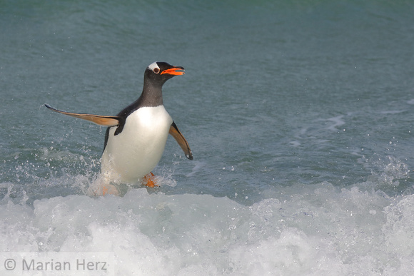 265CI gentoo Penguin Walking on Water