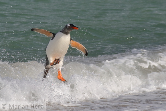 266CI Gentoo Penguin Leap