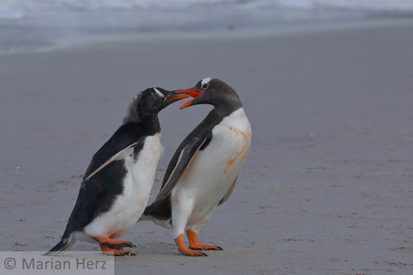267CI Gentoo Penguin and Chick