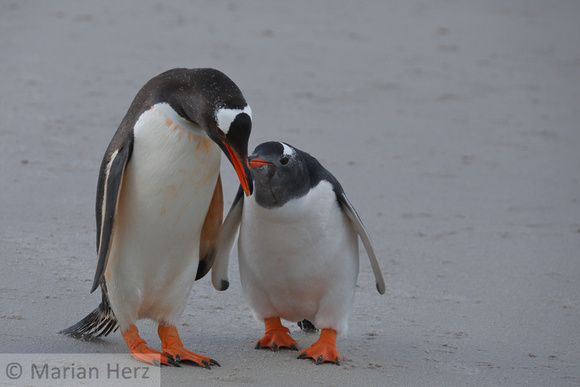 268CI Gentoo Penguin and Chick