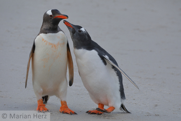 269CI Gentoo Penguin and Chick
