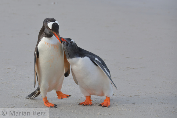 270CI Gentoo Penguin and Chick
