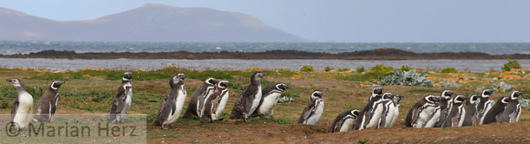 273CI Magellanic Penguins