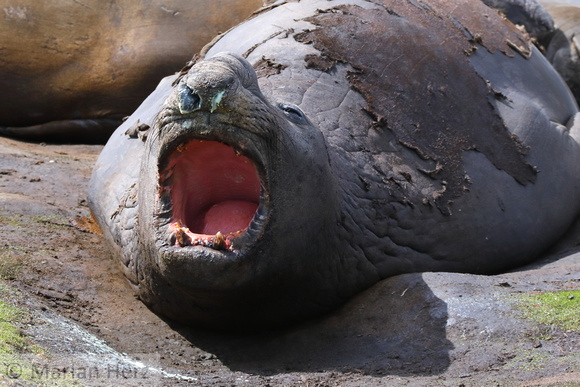 282CI Southern Elephant Seal