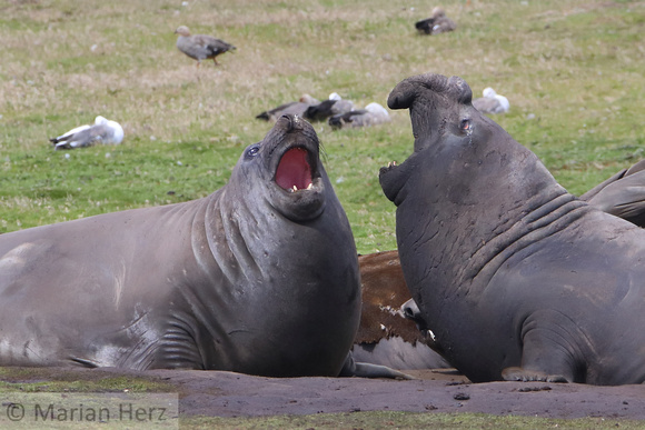 283CI Southern Elephant Seals