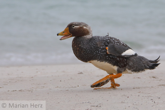 285CI Falkland Steamer Duck