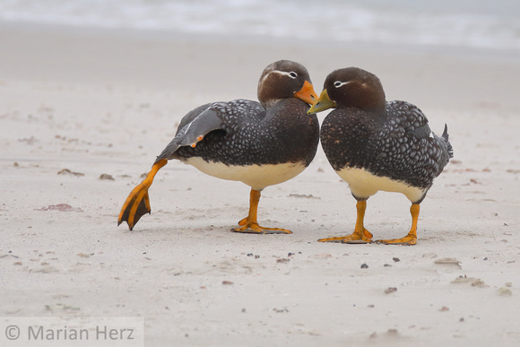 289CI Falkland Steamer Ducks