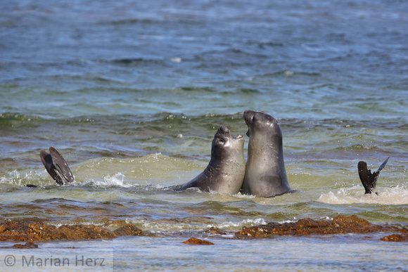 294CI Southern Elephant Seals