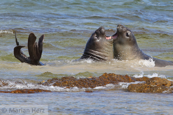 295CI Southern Elephant Seals