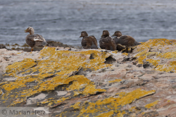 320CI Falkland Steamer Duck Family
