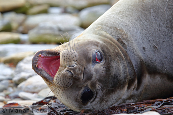 323CI Southern Elephant Seal