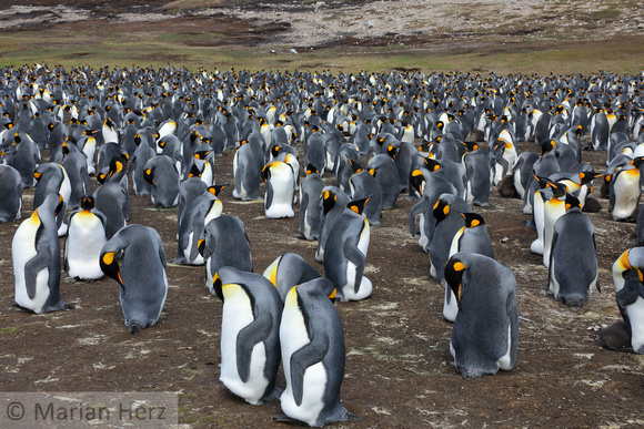 387VP Volunteer Point King Penguin Colony
