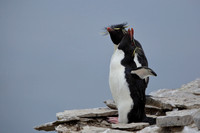 7SL Southern Rockhopper Penguin