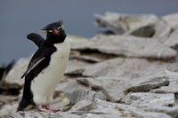8SL Southern Rockhopper Penguin