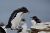 10SL Southern Rockhopper Penguin Chick Mid-jump