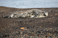 5D Weddell Seal