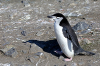 7Ha Chinstrap Penguin