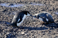 14HA Chinstrap Penguin with Chick