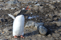 16Ha Gentoo Penguin
