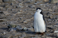 18Ha Chinstrap Penguin