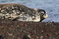 19D Weddell Seal