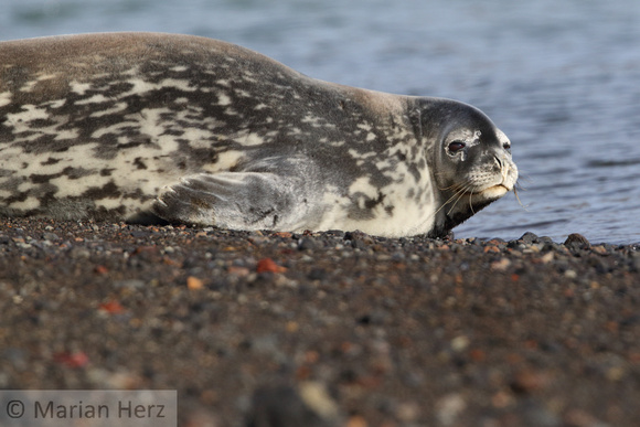 19D Weddell Seal