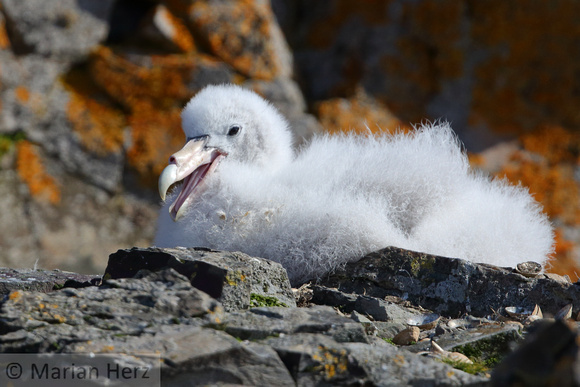 22Ha Southern Giant Petrel Chick
