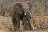 10PM African Elephant
