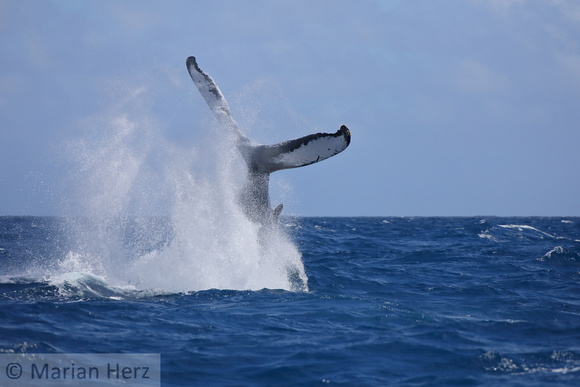 45SB Humpback Whale Female 8A Silver Banks, DR