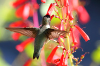 5 Black-chinned Hummingbird (1)