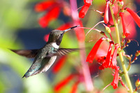 6 Black-chinned Hummingbird (3)