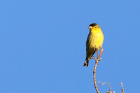 18 Lesser Goldfinch (3)