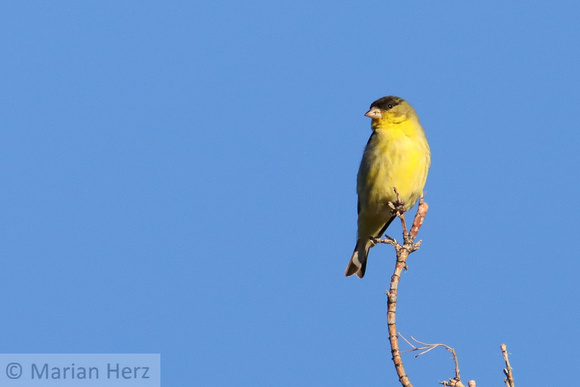 18 Lesser Goldfinch (3)