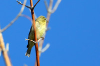19 Lesser Goldfinch F(2)