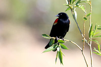 21 Red-winged Blackbird