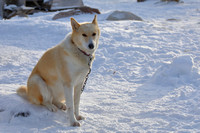 9Ch Sled Dog