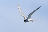 16PM Arctic Tern