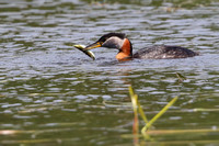 17PM Red-necked grebe