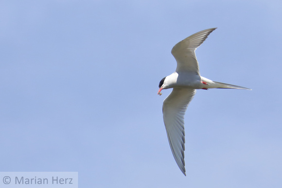 20PM Arctic Tern