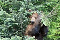 Alaska bears 2019