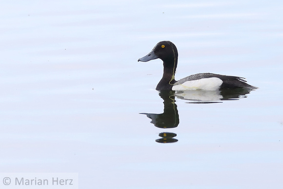 7Anch Greater Scaup