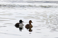 9Anch Greater Scaup