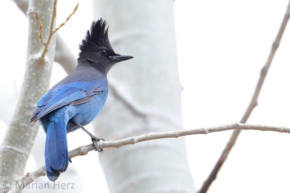 10Stellar's Jay (1)