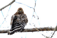 9Red-tailed Hawk Light Juv