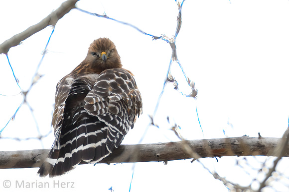 9Red-tailed Hawk Light Juv
