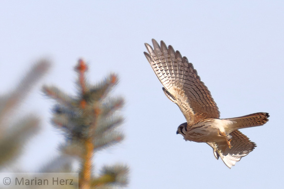 16American Kestrel  (2)